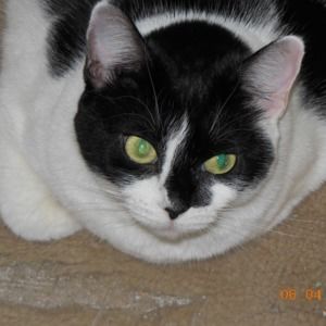 Meet your Posher, Donald